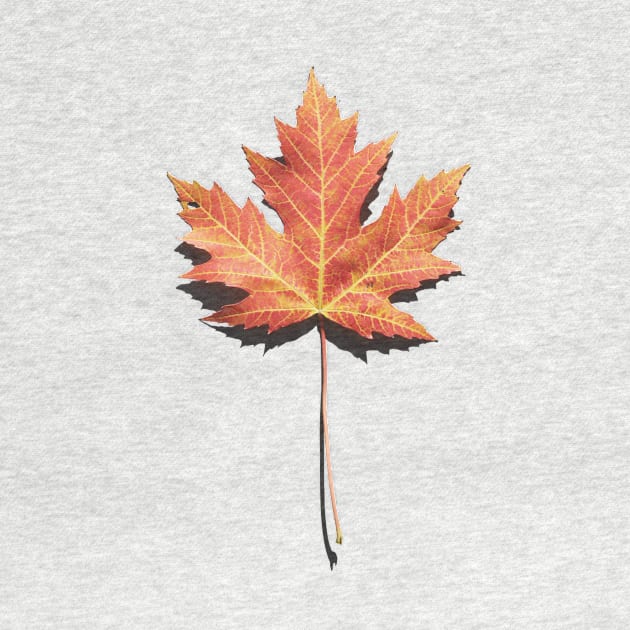 Maple Leaf Photo by bluerockproducts